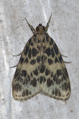 Erpis macularis