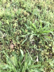 Plantago lanceolata
