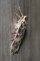 Erpis macularis