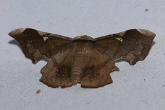 Fascellina chromataria