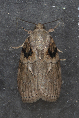 Garella