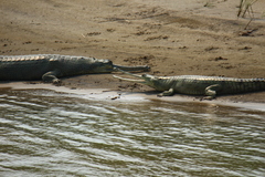 Gavialis gangeticus
