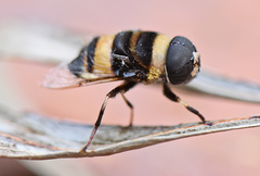 Phytomia
