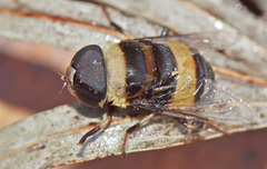 Phytomia