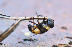 Phytomia