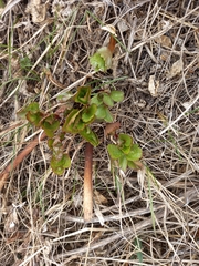 Ligusticum scothicum