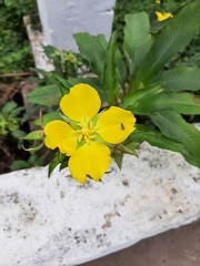 Ludwigia elegans