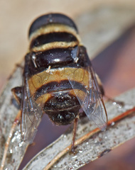 Phytomia