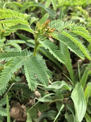 Desmanthus illinoensis