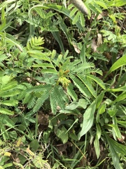 Desmanthus illinoensis