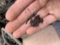 Pseudophryne bibronii