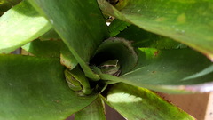 Ranoidea phyllochroa