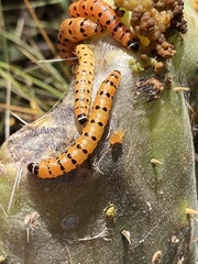 Cactoblastis cactorum