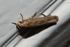 Platyedra subcinerea