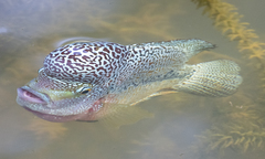 Amphilophus labiatus × cichlasoma trimaculatum