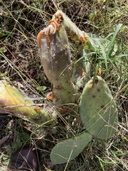 Cactoblastis cactorum