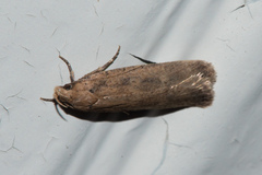 Platyedra subcinerea