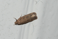 Platyedra subcinerea