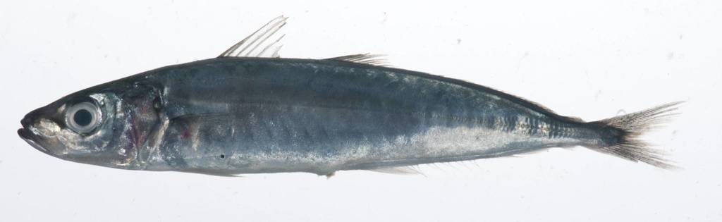 Shortfin Scad