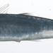 Slender Scad - Photo (c) Smithsonian Institution, National Museum of Natural History, Department of Vertebrate Zoology, Division of Fishes, some rights reserved (CC BY-NC-SA)