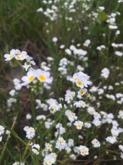 Plagiobothrys figuratus