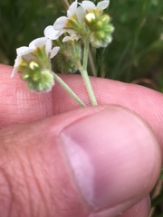 Plagiobothrys figuratus