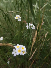 Plagiobothrys figuratus