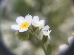 Plagiobothrys figuratus