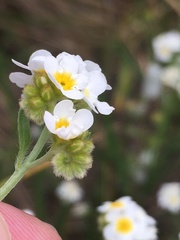 Plagiobothrys figuratus