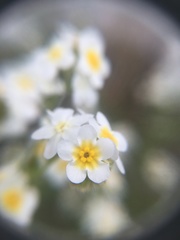 Plagiobothrys figuratus