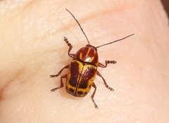 Cryptocephalus castaneus