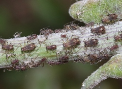 Uroleucon sonchi