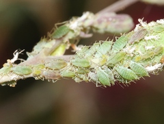 Acyrthosiphon lactucae