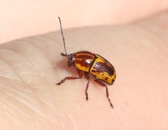 Cryptocephalus castaneus