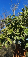 Schinus latifolia