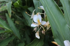 Hedychium flavum