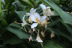 Hedychium flavum