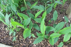 Curcuma phaeocaulis
