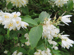 Deutzia crenata