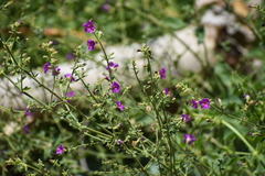 Mirabilis viscosa