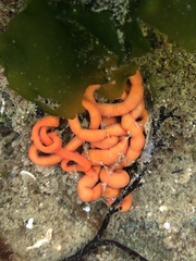 Tubulanus