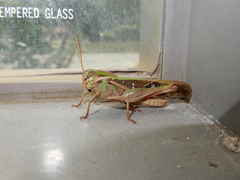 Gastrimargus marmoratus