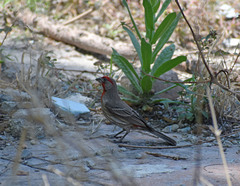 Haemorhous mexicanus