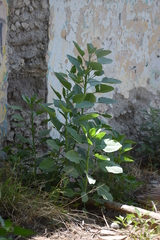 Nicotiana glauca