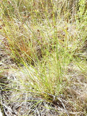 Eurychorda complanata