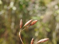 Eurychorda complanata