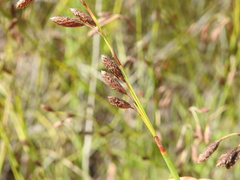 Eurychorda complanata
