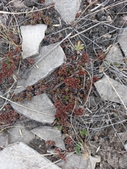 Hylotelephium cyaneum