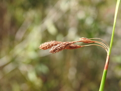 Eurychorda complanata
