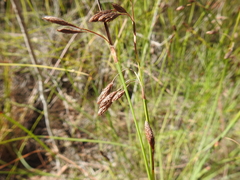 Eurychorda complanata